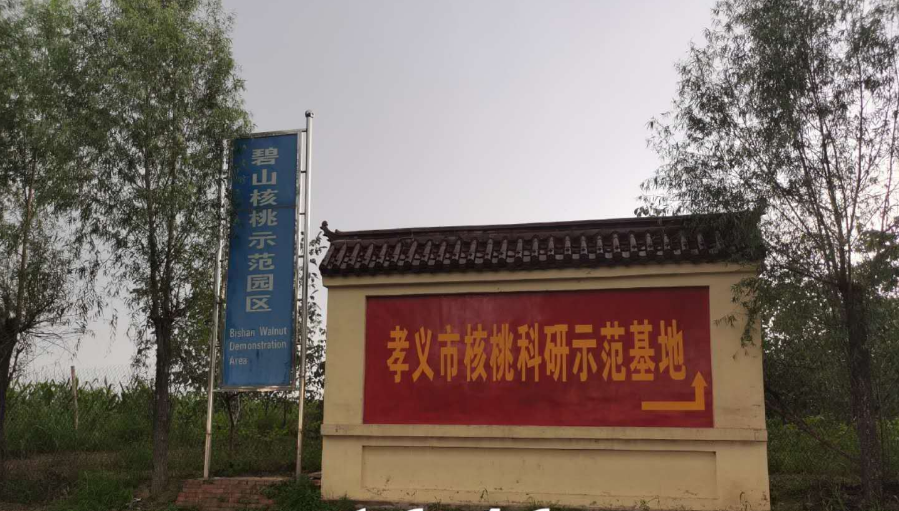 孝義農(nóng)產(chǎn)品大市場(chǎng)丨力爭(zhēng)讓孝義核桃插上翅膀，飛向全國(guó)！